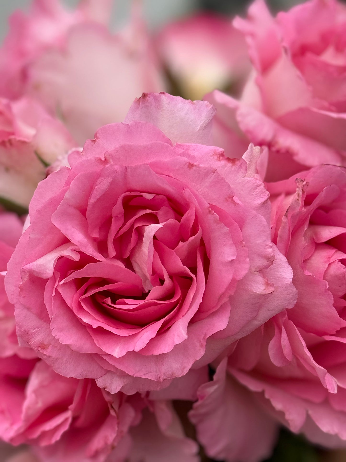 Rien Rose 河本绊 リアン・ローズ，Japanese Floribunda Rose，Non-Grafted/Own Root.