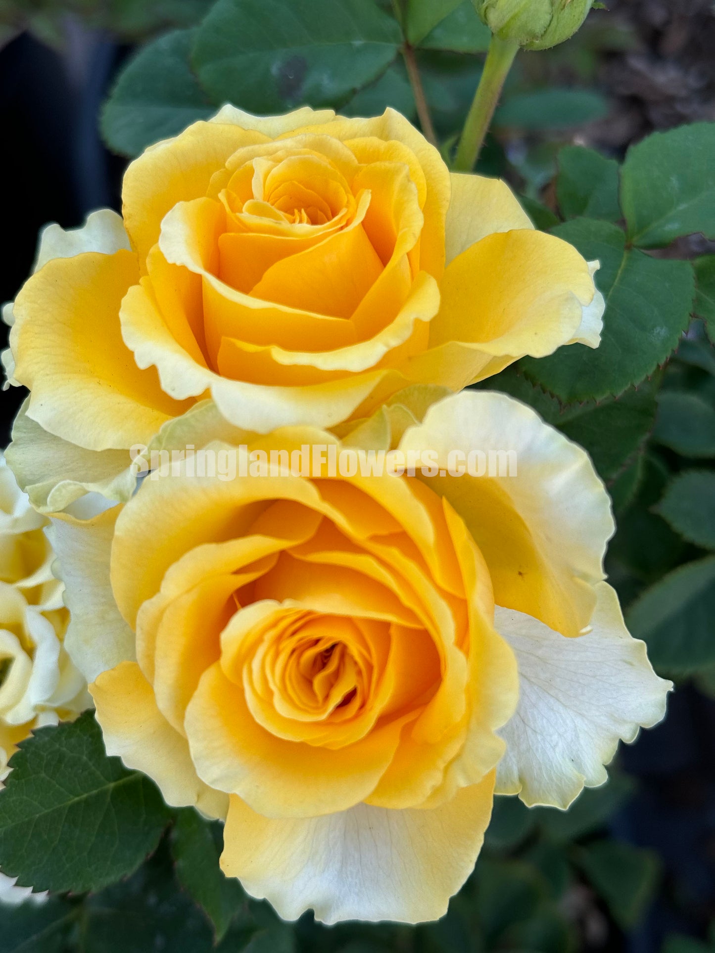 Shell 贝壳 シェル+，Japanese Shrub Rose, Large, Long Single-Flower Period,  Non-Grafted/Own Root.