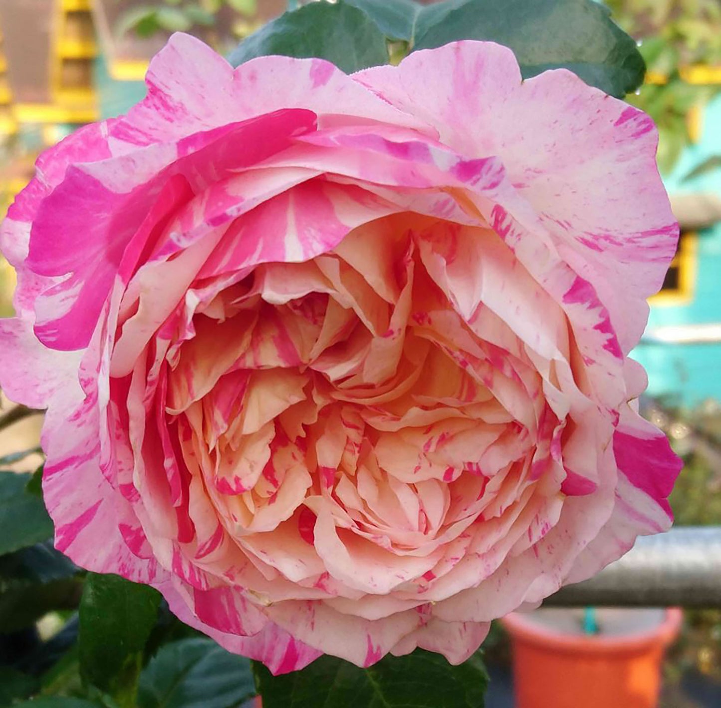 #SPF038, extremely similar to Édouard Manet 马奈, French Climbing Rose, Continuous Flowering And Strong Disease Resistance, Thornless. Non-Grafted/Own Root.