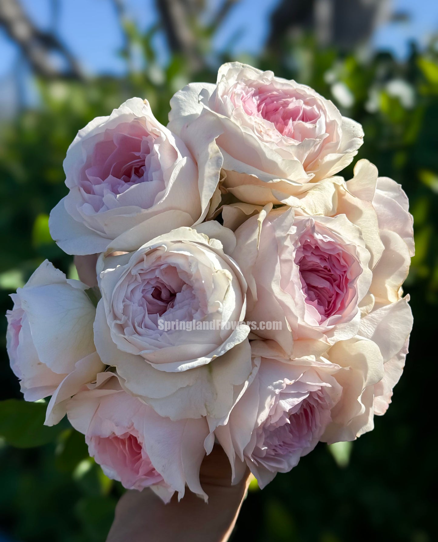 NEW !  J'adore 真我，Floribunda, Florists Rose.  Heat-tolerant, disease-resistant, Non-Grafted/Own Root.