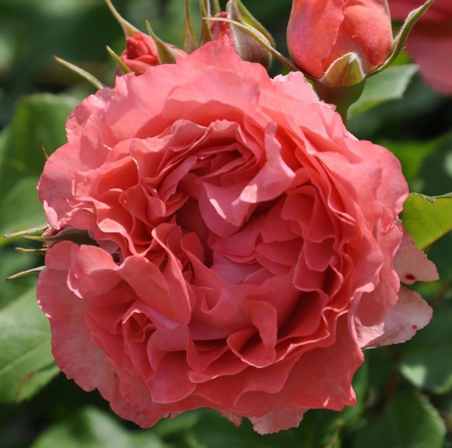 Corail gelee 珊瑚果冻コラーユ・ジュレ, Japanese Shrub Rose, Non-Grafted/Own Root.