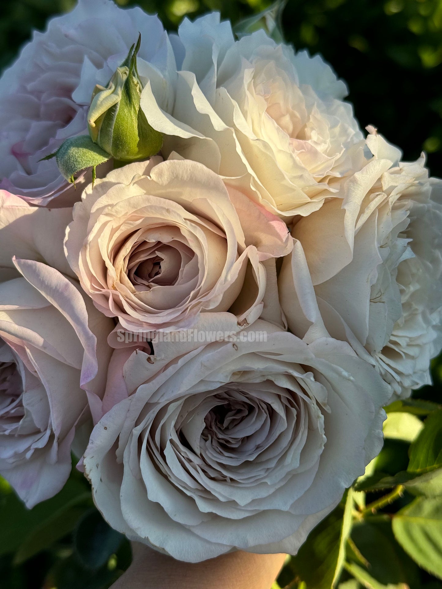 Milky Pearl 珍珠牛奶 ミルキーパール,  Japanese Cutting Rose,  Non-Grafted/Own Root.