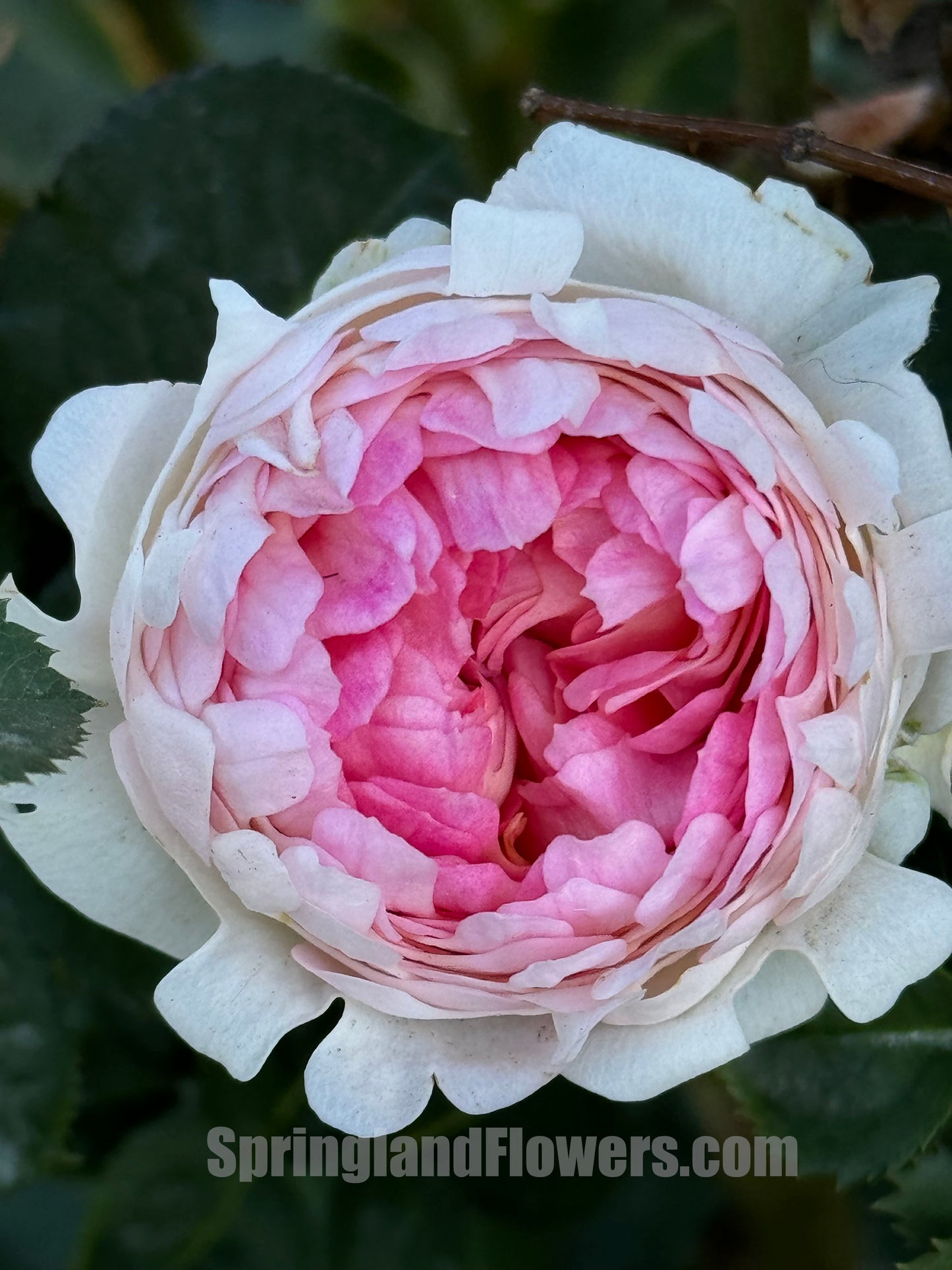 Peach Anemone 桃子海葵 ,  Shrub Rose，Heat-tolerant, disease-resistant, Thornless, Non-Grafted/Own Root.