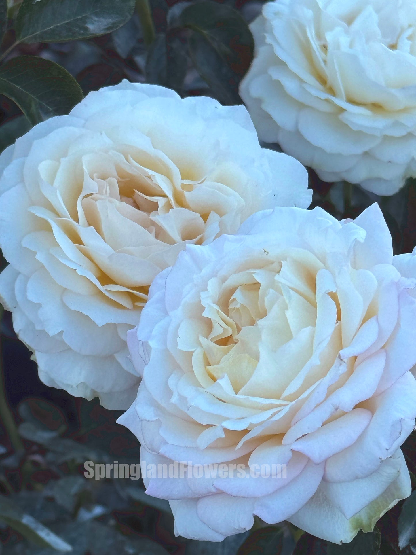 Ivory Yves Piaget 伊芙象牙伯爵，Japanese Shrub Rose， Non-Grafted/Own Root.