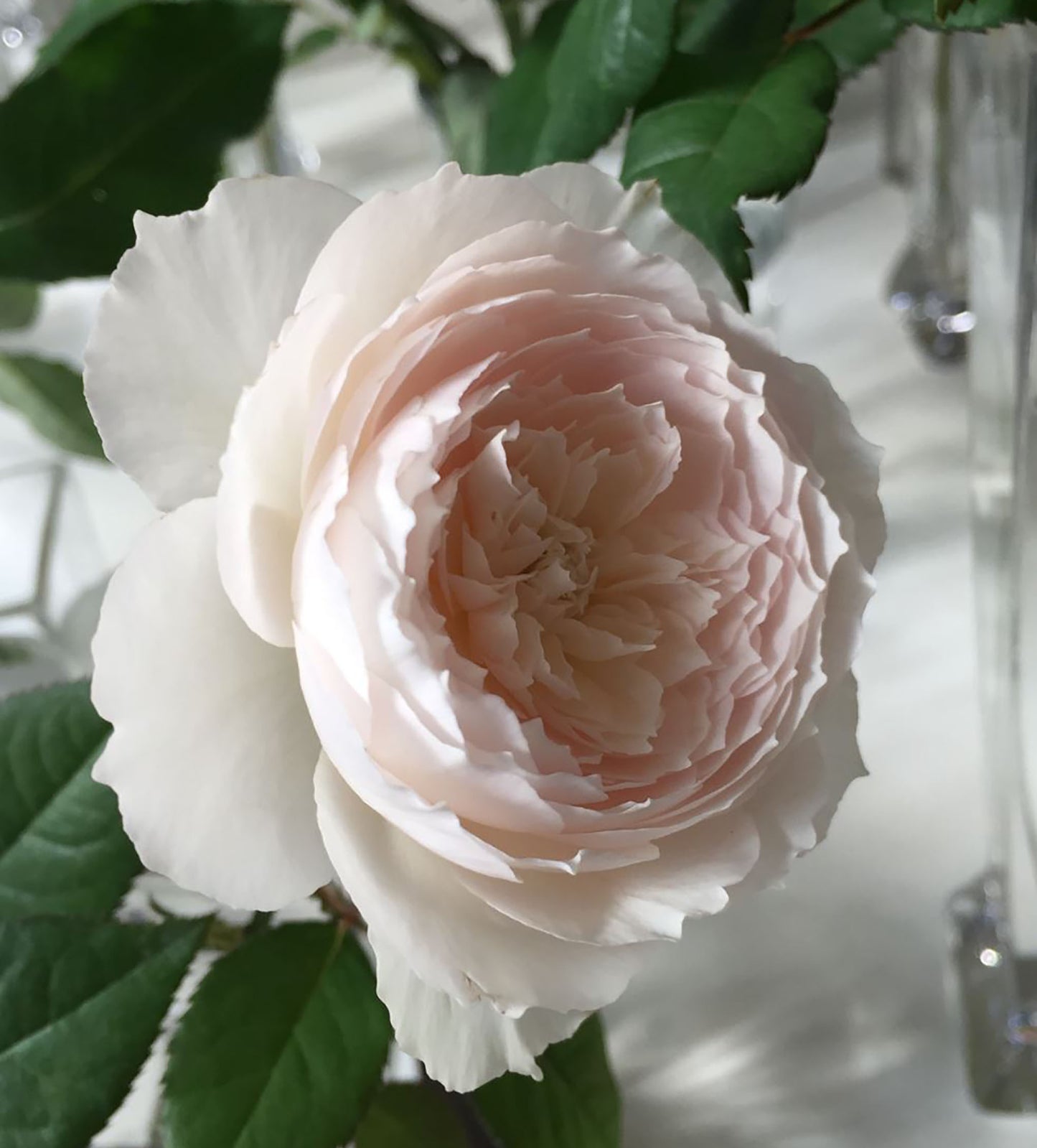 Hiyori 日和 , Shrub Rose, Non-Grafted/Own Root,  1 Gal.