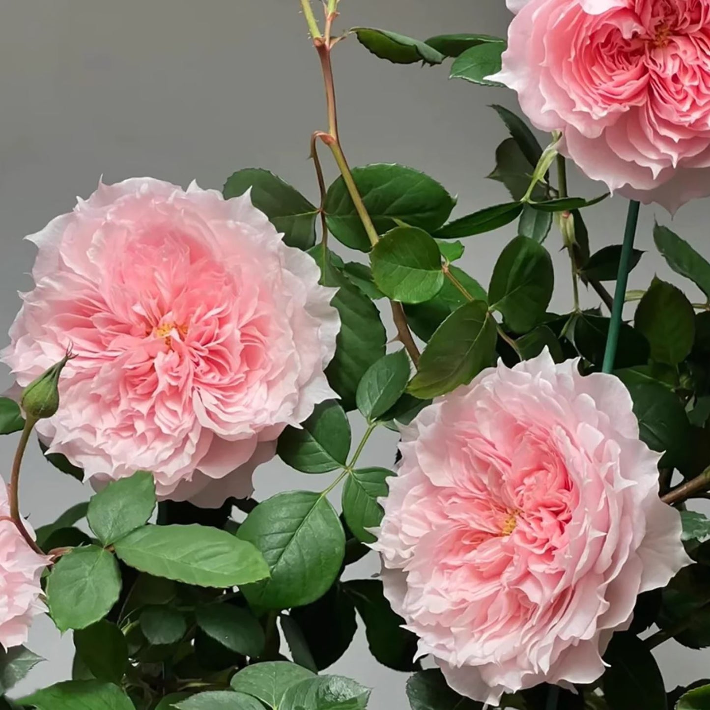 Monique Darve 莫妮卡戴维, Floribunda Rose, Non-Grafted/Own Root.