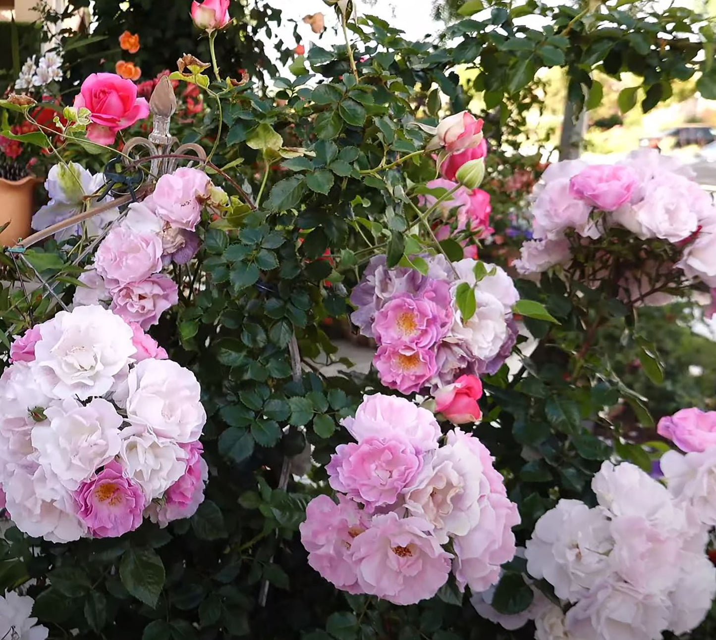 #SPE021,  English Floribunda Rose, Non-Grafted/Own Root.