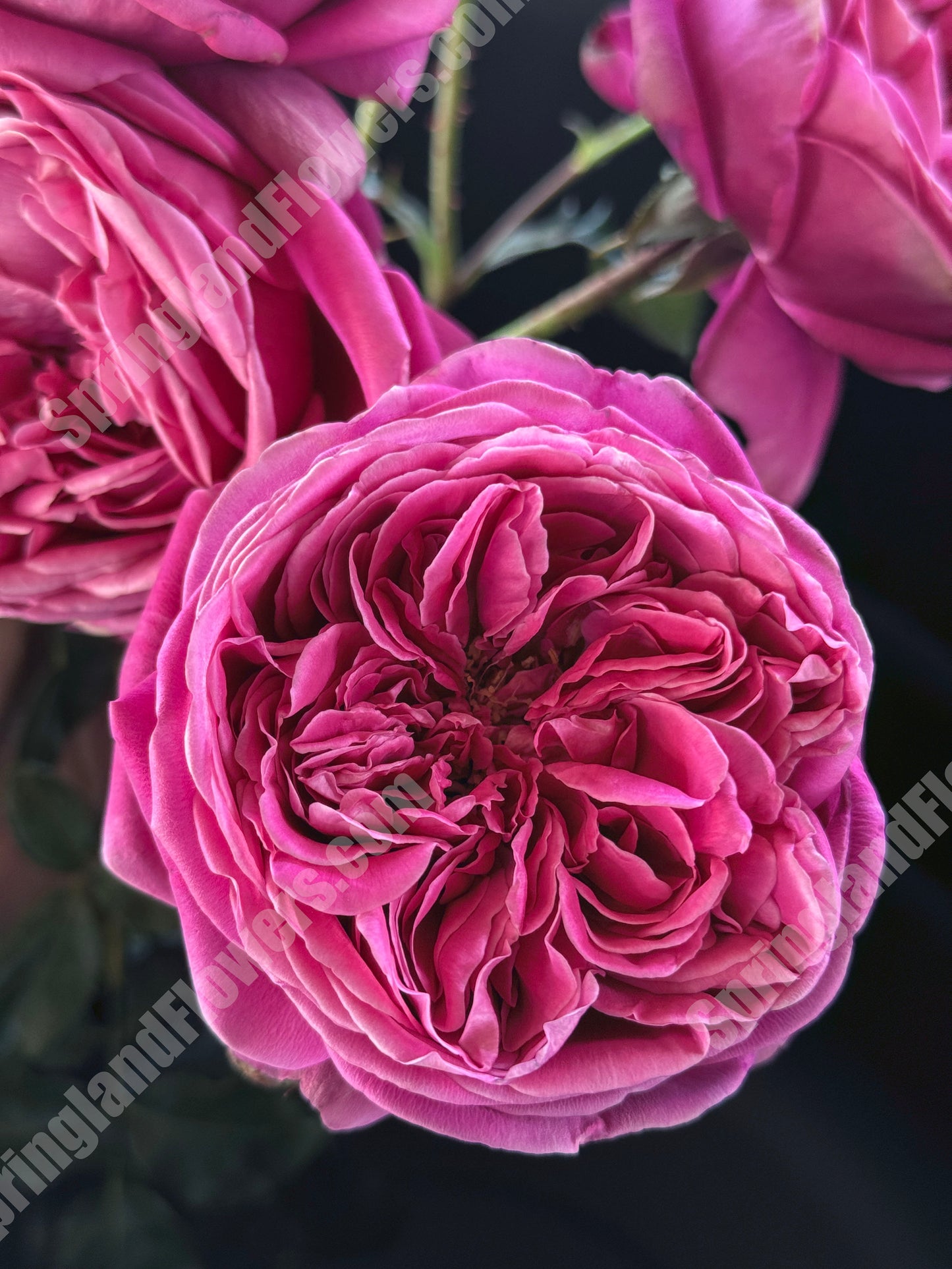 #SPJ015 , Cantina 伊芙酒窖, Japanese Shrub Rose, Strong fragrance. Non-Grafted/Own Root.