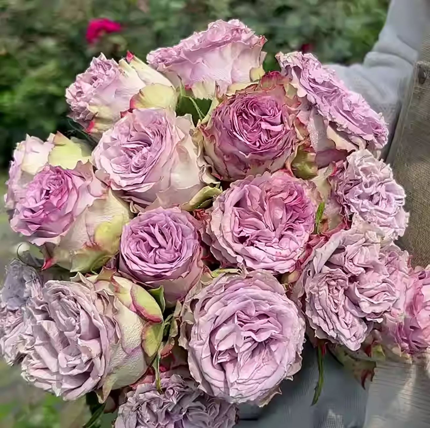 Dolcetto 多姿桃, Cutting Rose, Non-Grafted/Own Root.