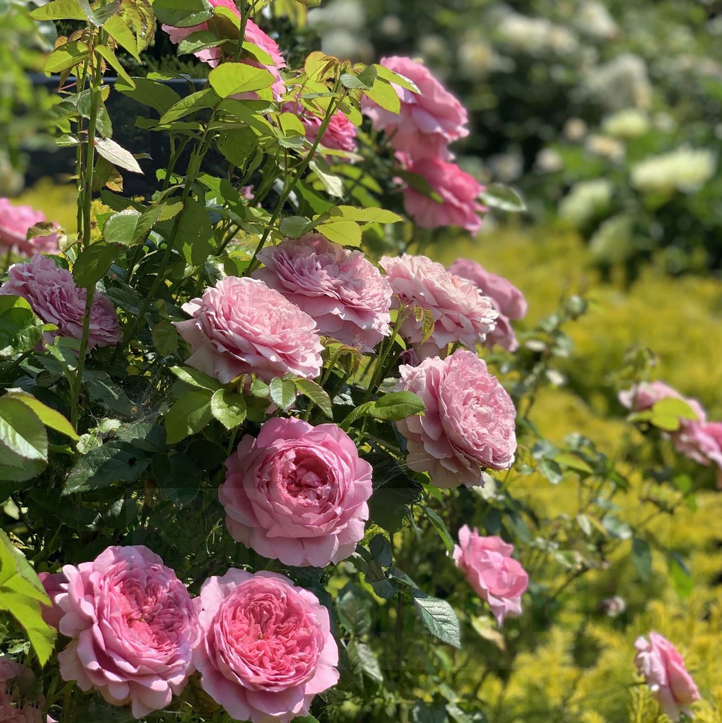 Chantal Mérieux 尚塔尔, Medium pink Shrub, Strong Fragrance. Upright, Strong Disease Resistance. An Almost Perfect Rose.Own Root.