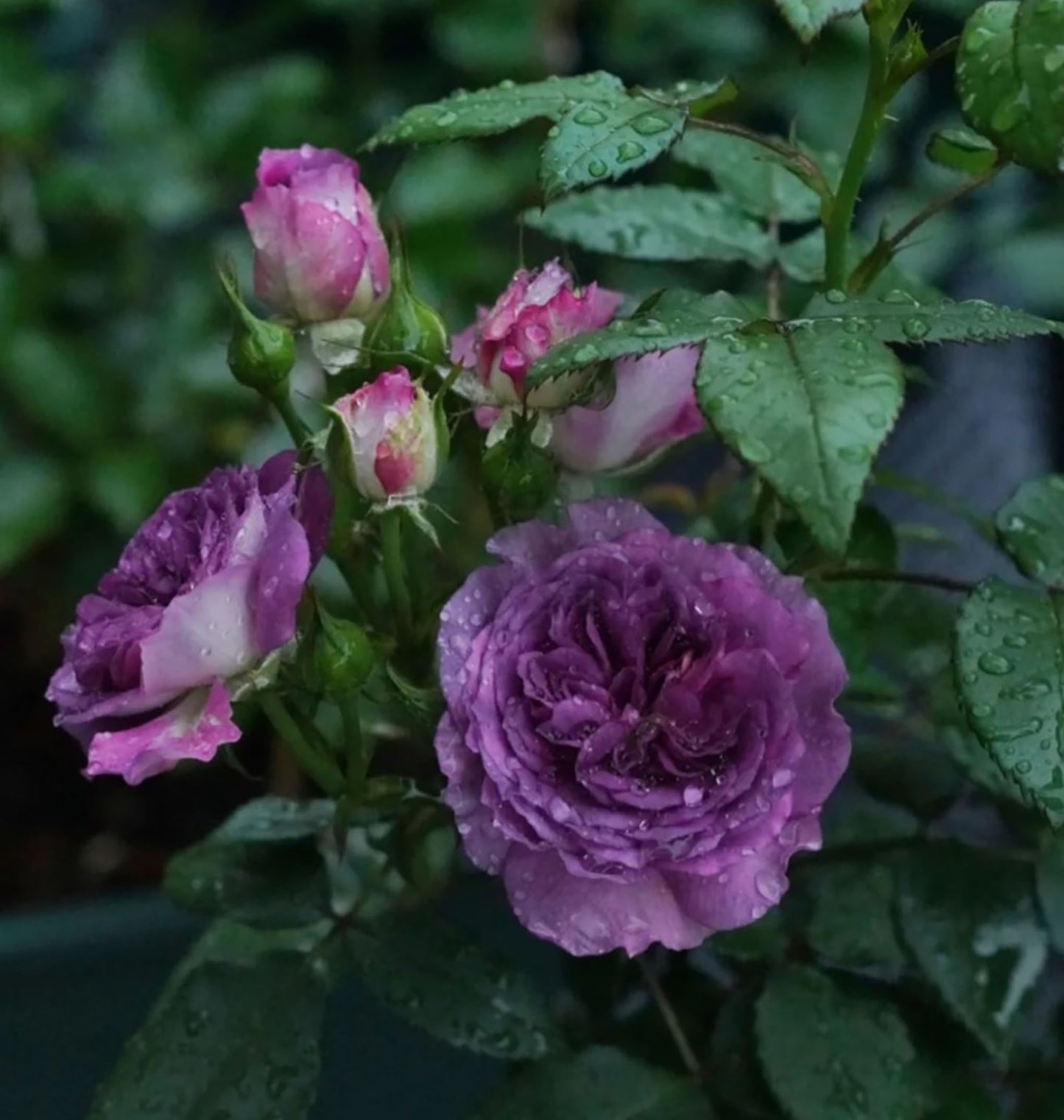 #SPJ099，Rinaldo 圣十字军， Japanese Shrub Rose,  Non-Grafted/Own Root.