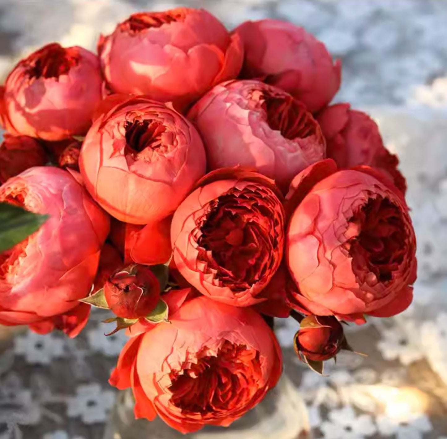 Cinnabar Bowl (Zhusha Wan) 朱砂碗，Chinese Rose, Non-Grafted/Own Root.