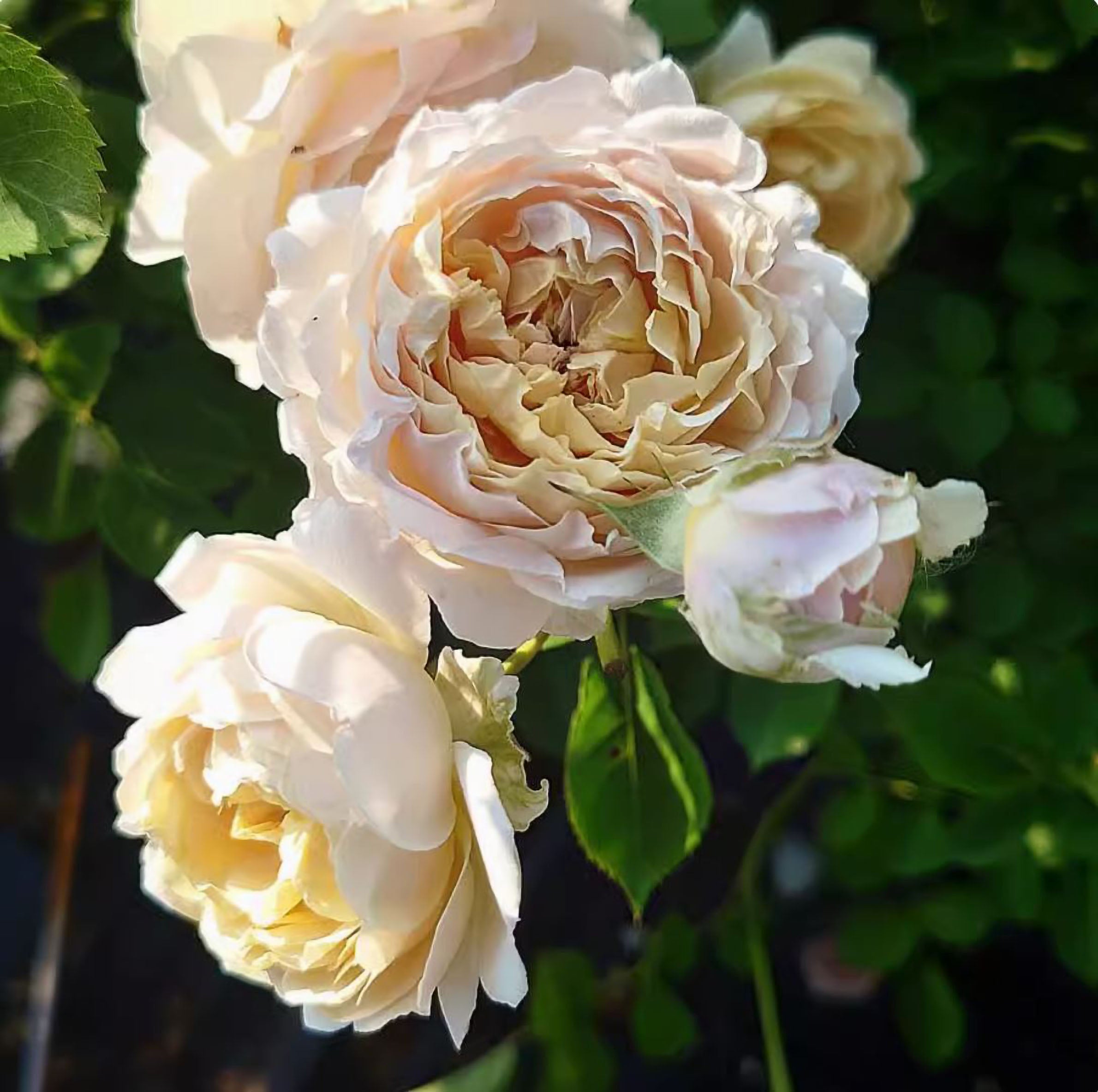 Asian Rose Species – Page 4 – SpringlandFlowers