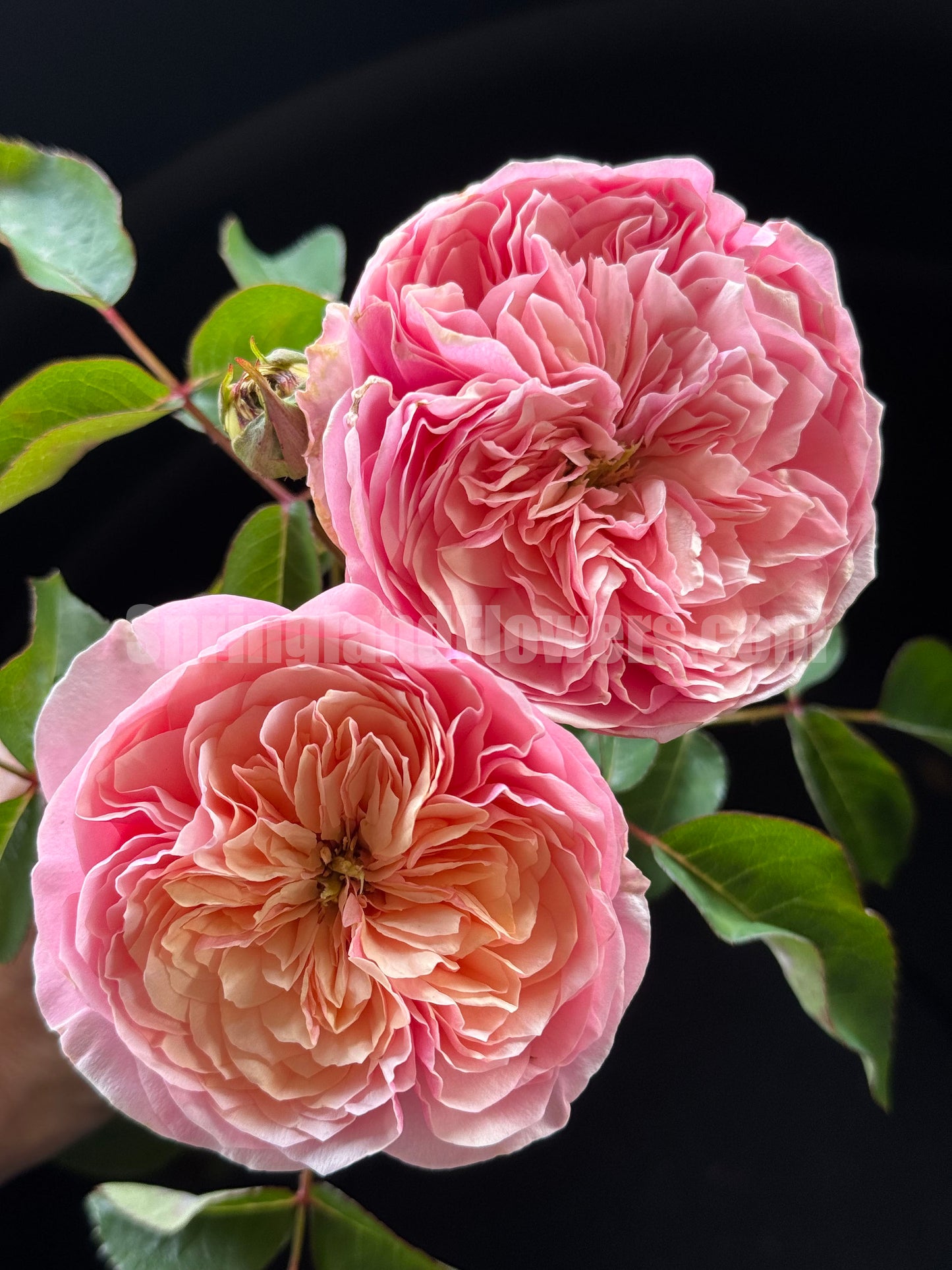 #SPC301,   Romeo 罗密欧, Florist Cutting Rose. Non-Grafted/Own Root.