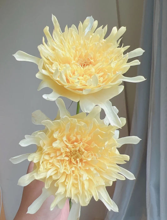 Fireworks Ruffles 烟花波浪，Floribunda Rose, Upright, Heat Resistant, Strong Disease Resistance，2 Years Old 1 Gal, Non-Grafted/Own Root.