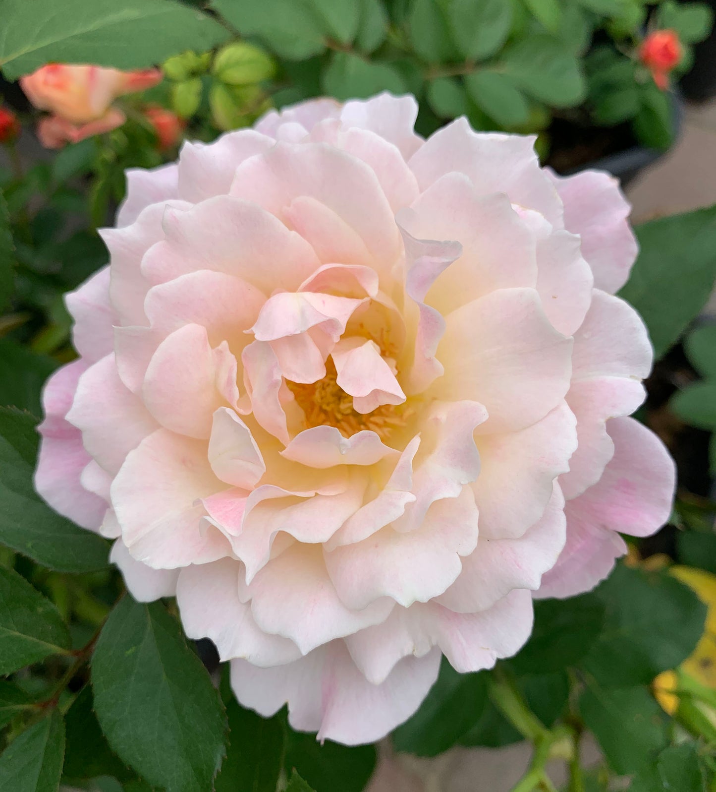 Princess Tenko 天宫公主 プリンセステンコー, Japanese Shrub Rose , Strong Fruity Sweet Fragrance,  Large,  Non-Grafted/Own Root.