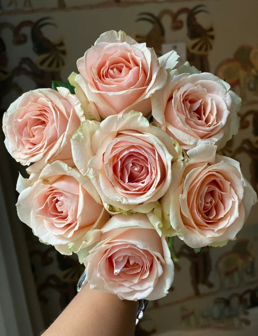 Pearl Avalanche 珍珠雪山，Cutting Rose,Florists Rose.  Heat-tolerant, disease-resistant, Non-Grafted/Own Root.