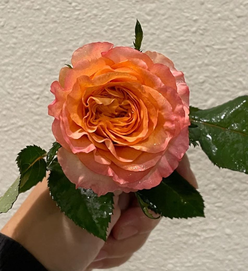 sienne（シエンヌ）ローズ フラワー ビッグバッ グ