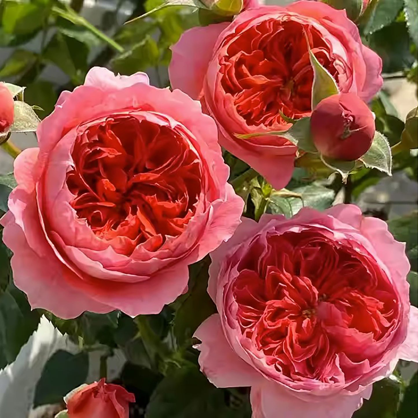 Cinnabar Bowl (Zhusha Wan) 朱砂碗，Chinese Rose, Non-Grafted/Own Root.