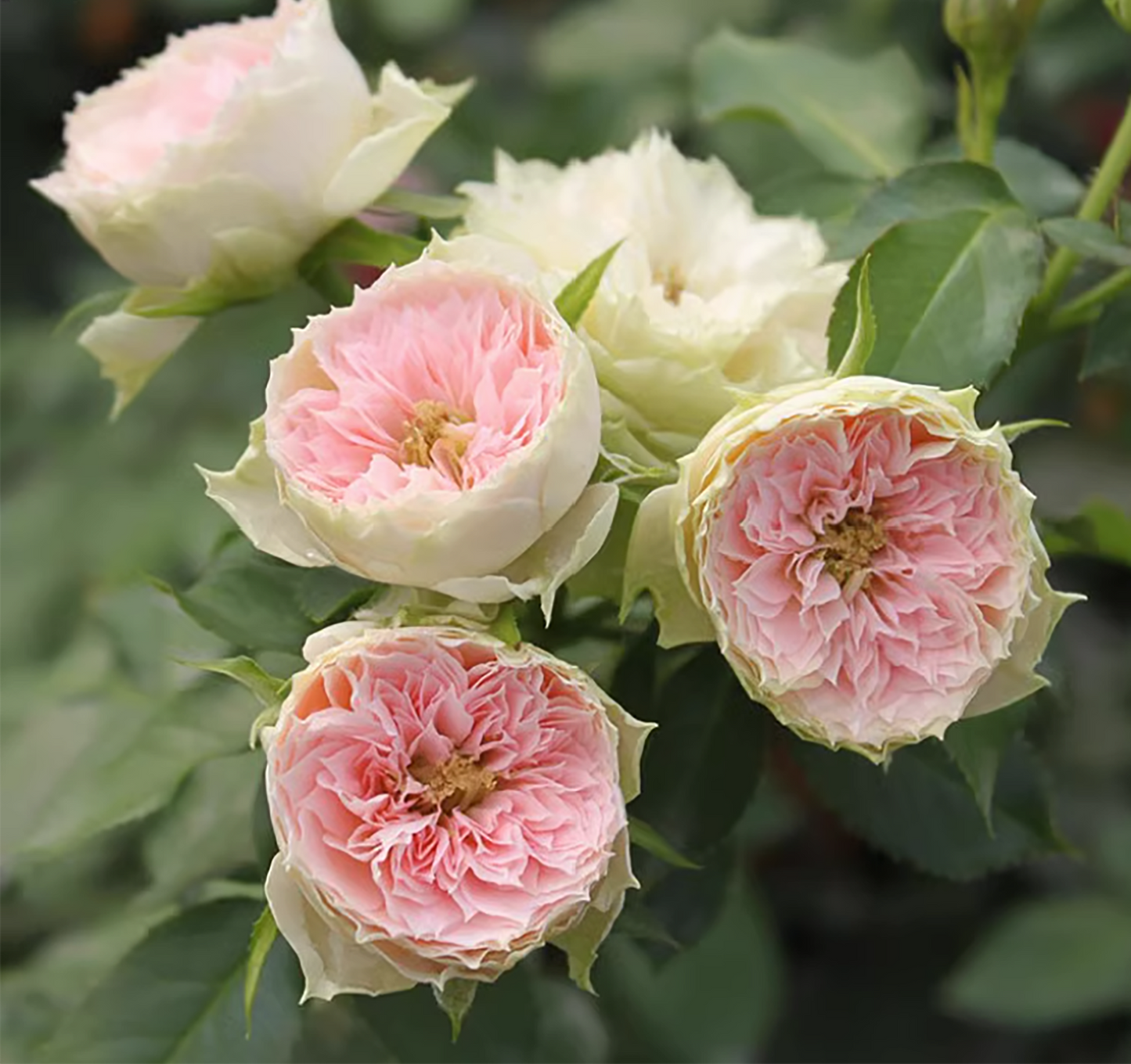 Pompon Veranda 绒球门廊，Medium Pink Floribunda Rose,  Non-Grafted/Own Root.