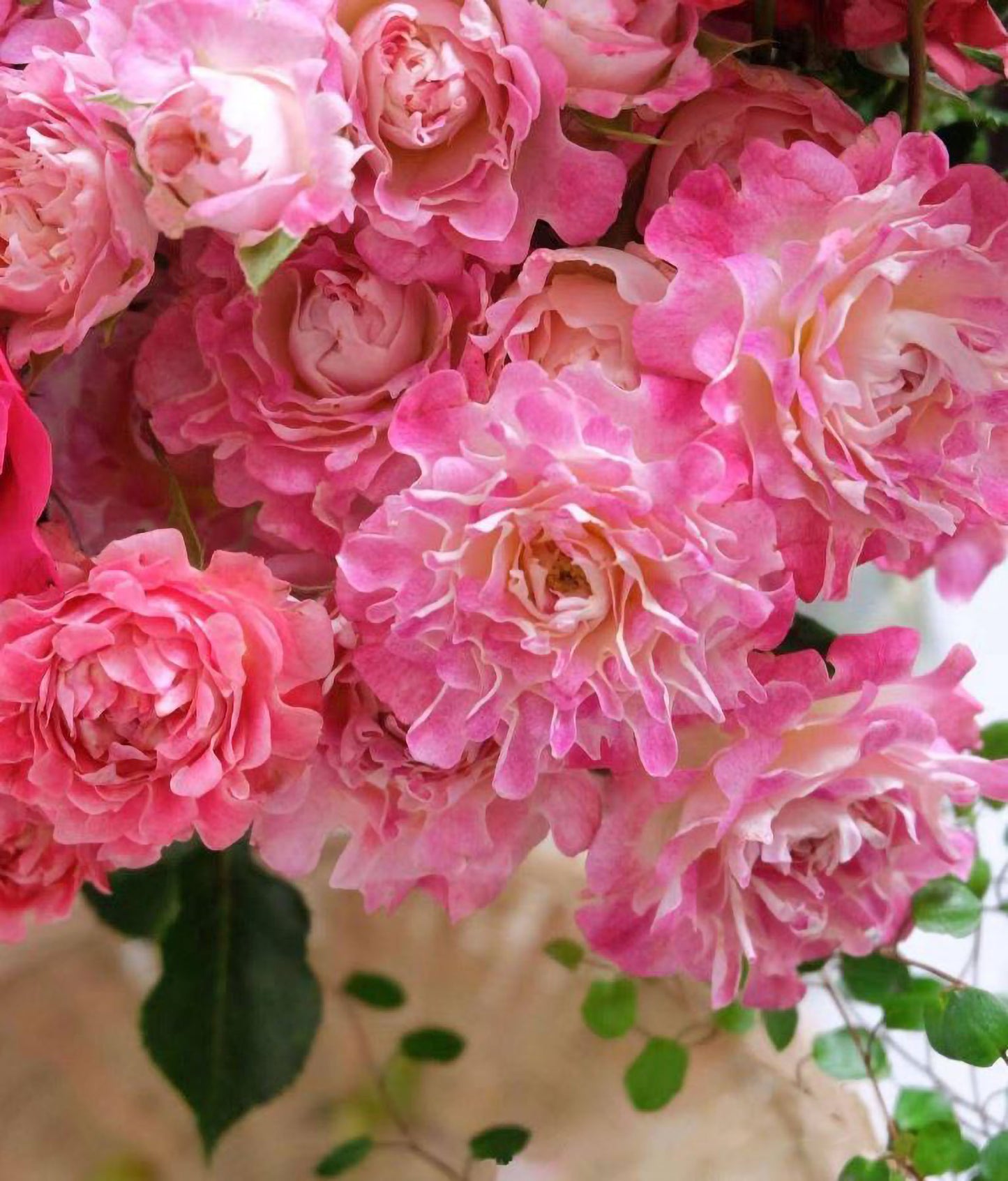 #SPN252, Sea Anemone No. 4 海葵4号，Florist Shrub Rose, Non-Grafted/Own Root.