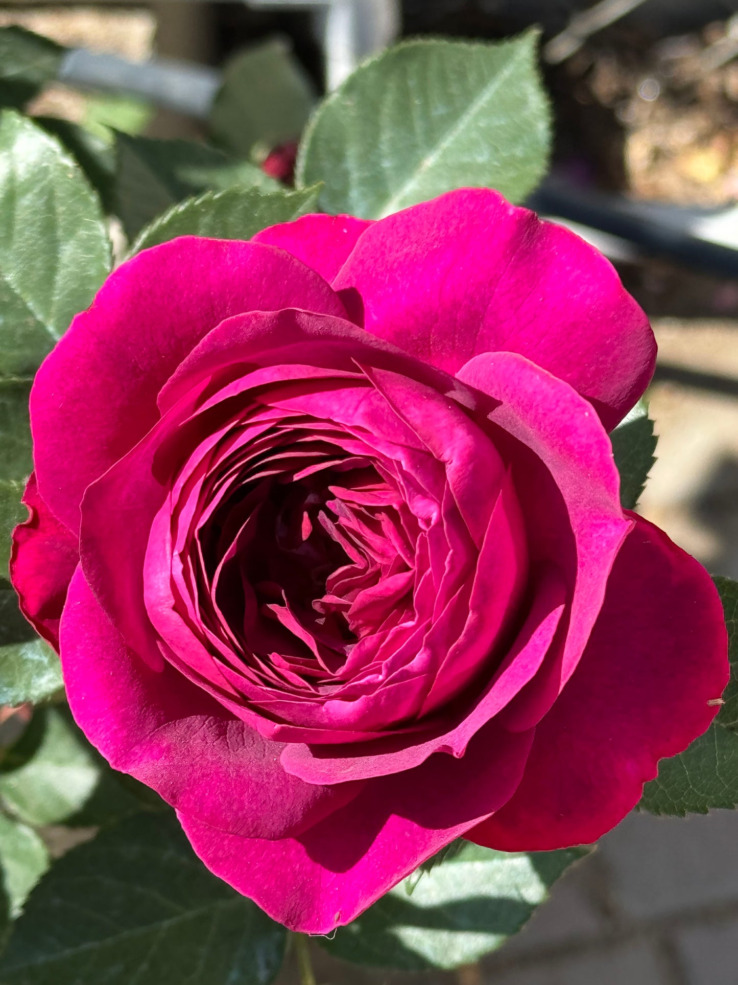 Celestial Night 星空之夜, Floribunda Rose, Non-Grafted/Own Root.