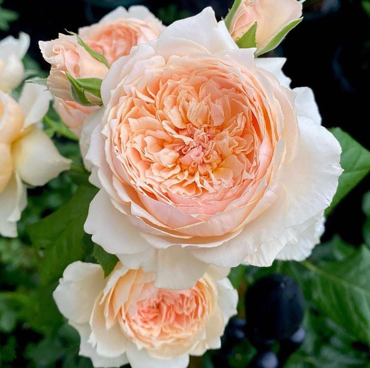 Masora 真宙マソラ，Japanese Shrub Rose, Disease Resistance，Award-winning，Non-Grafted/Own Root.