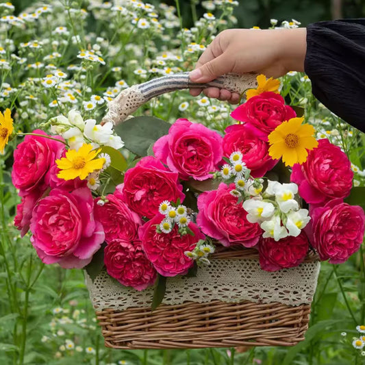 #SPC287, Rouge XunLan 薰兰胭脂, Shrub Rose, Strong Fragrance, Large, Excellent Heat Tolerance, Strong Disease Resistance,  Non-Grafted/Own Root.