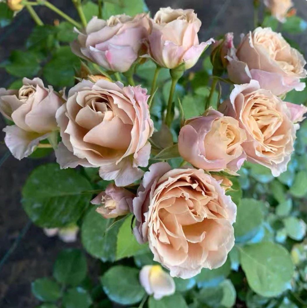 #SPJ060 , extremely similar to Iori 八神庵, Japanese Florist Floribunda Rose，Heat-Resistant, Disease-Resistant, Non-Grafted/Own Root.