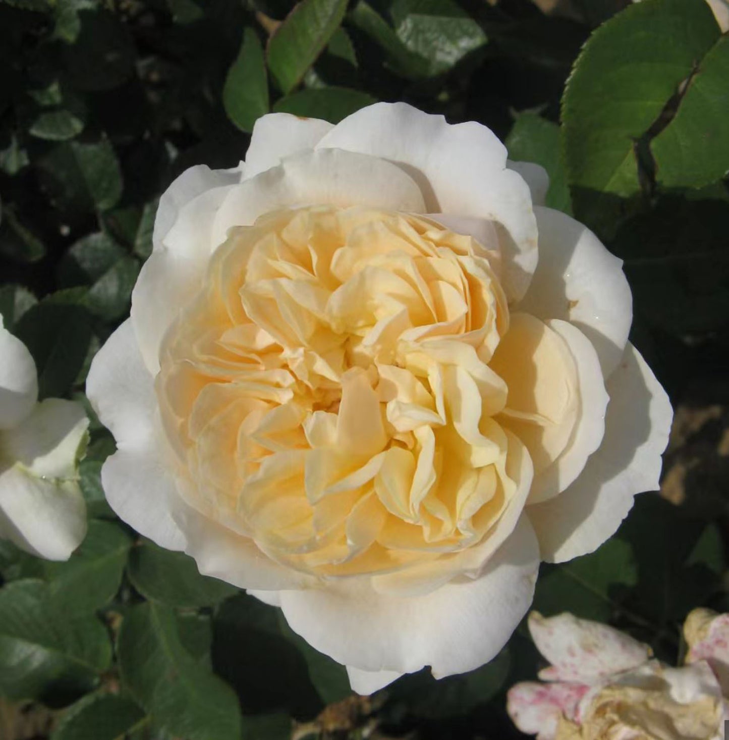 #SPF134，Extremely Similar to Romantic Cream 奶油迷迭香，Shrub Rose, Large, Disease Resistance, Non-Grafted/Own Root.