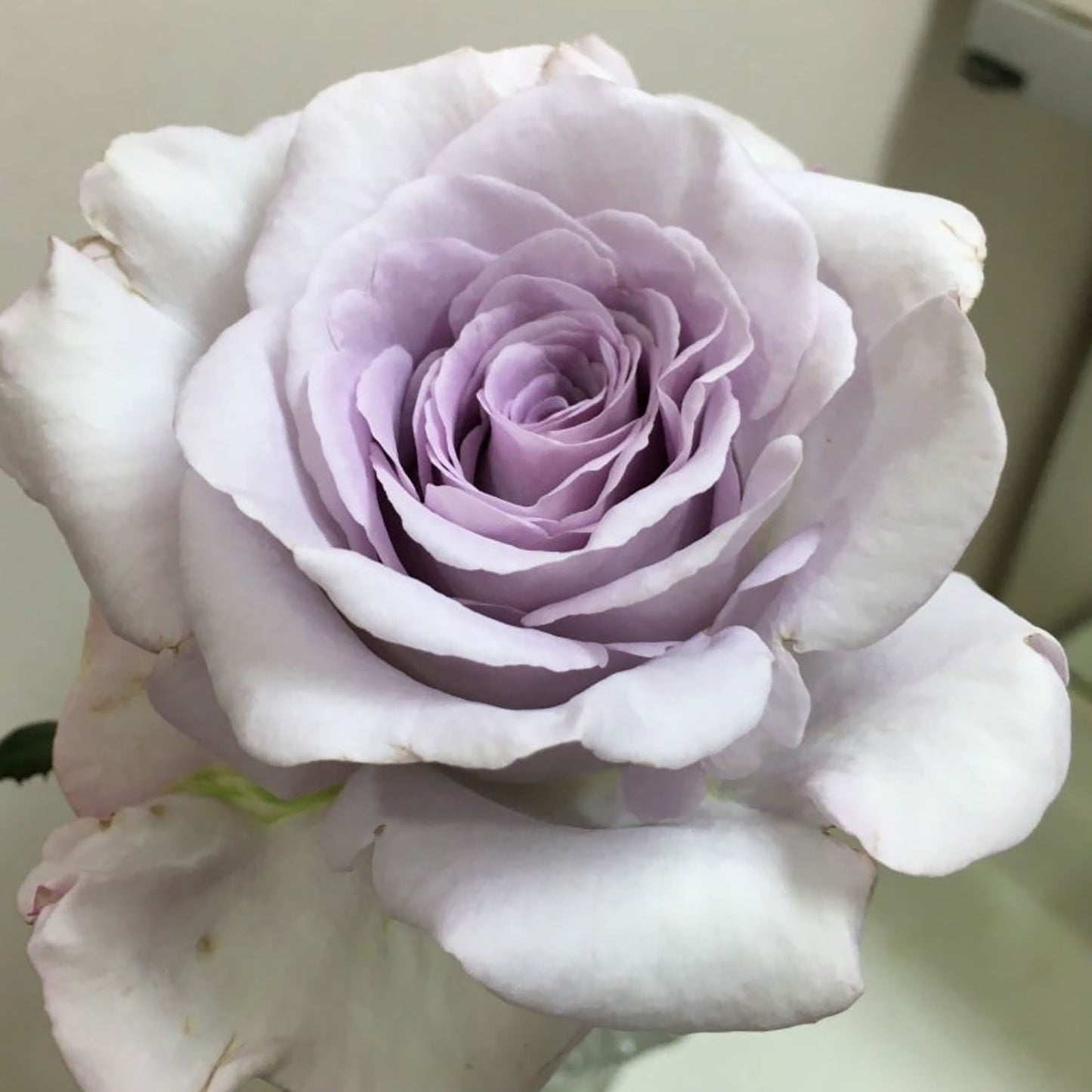 Luxury Nove 天然香水ラグジュノーブ,  Japanese Shrub Rose,   Non-Grafted/Own Root.