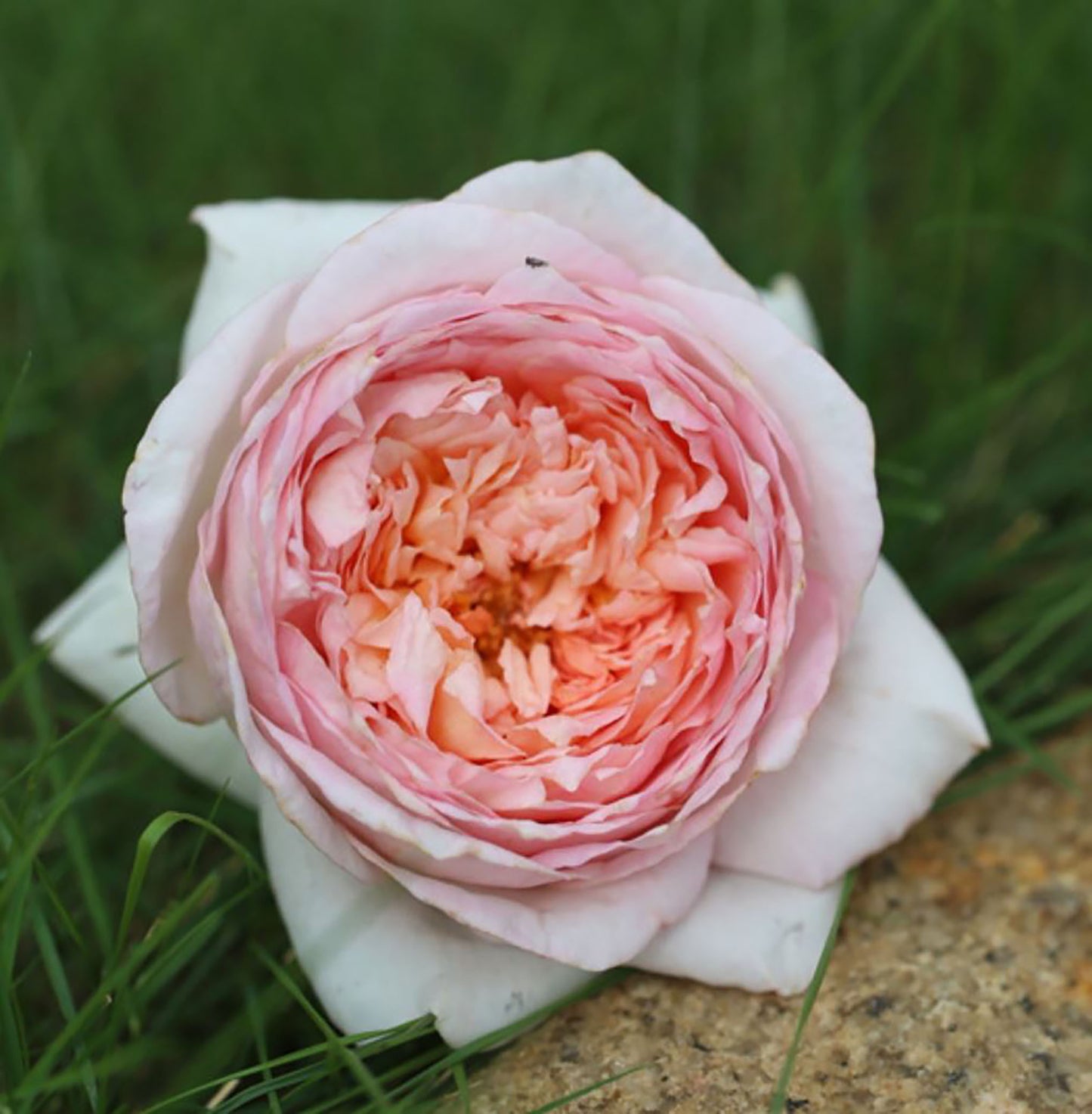 FenDai/Pink Dye 粉黛 Chinese Shrub Rose, Strong Fragrance,Excellent Heat Tolerance, Non-Grafted/Own Root.