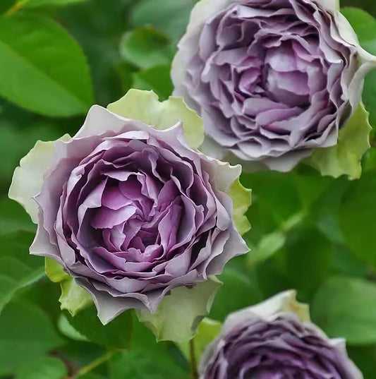 Coffret 首饰盒 コフレ，Japanese Shrub Rose，Heat Resistant， Non-Grafted/Own Root.