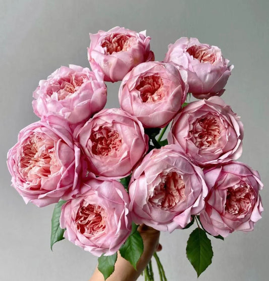 #SPC239，Tao Ran 桃染, Chinese Shrub Rose.