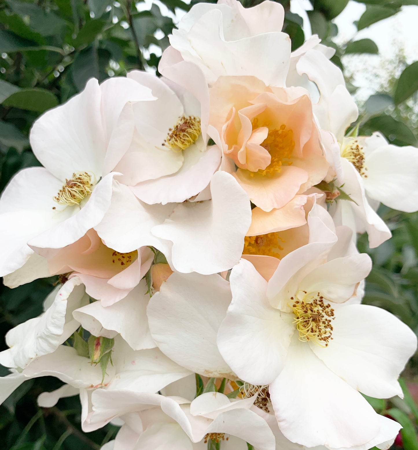 Sally Holmes 莎莉·霍姆斯 Climbing Rose,Non-Grafted/Own Root.