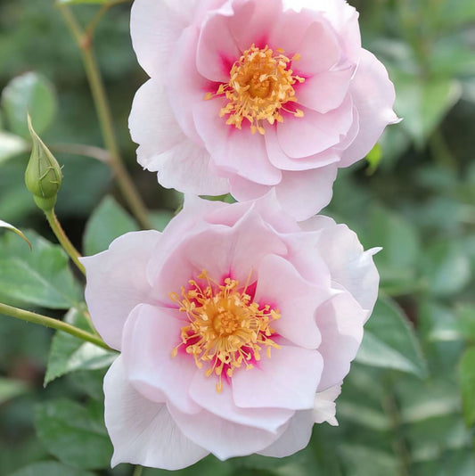 Coup de Coeur 一见钟情 クードゥクール , Japanese Floribunda Rose,  Disease-Resistant, Non-Grafted/Own Root.