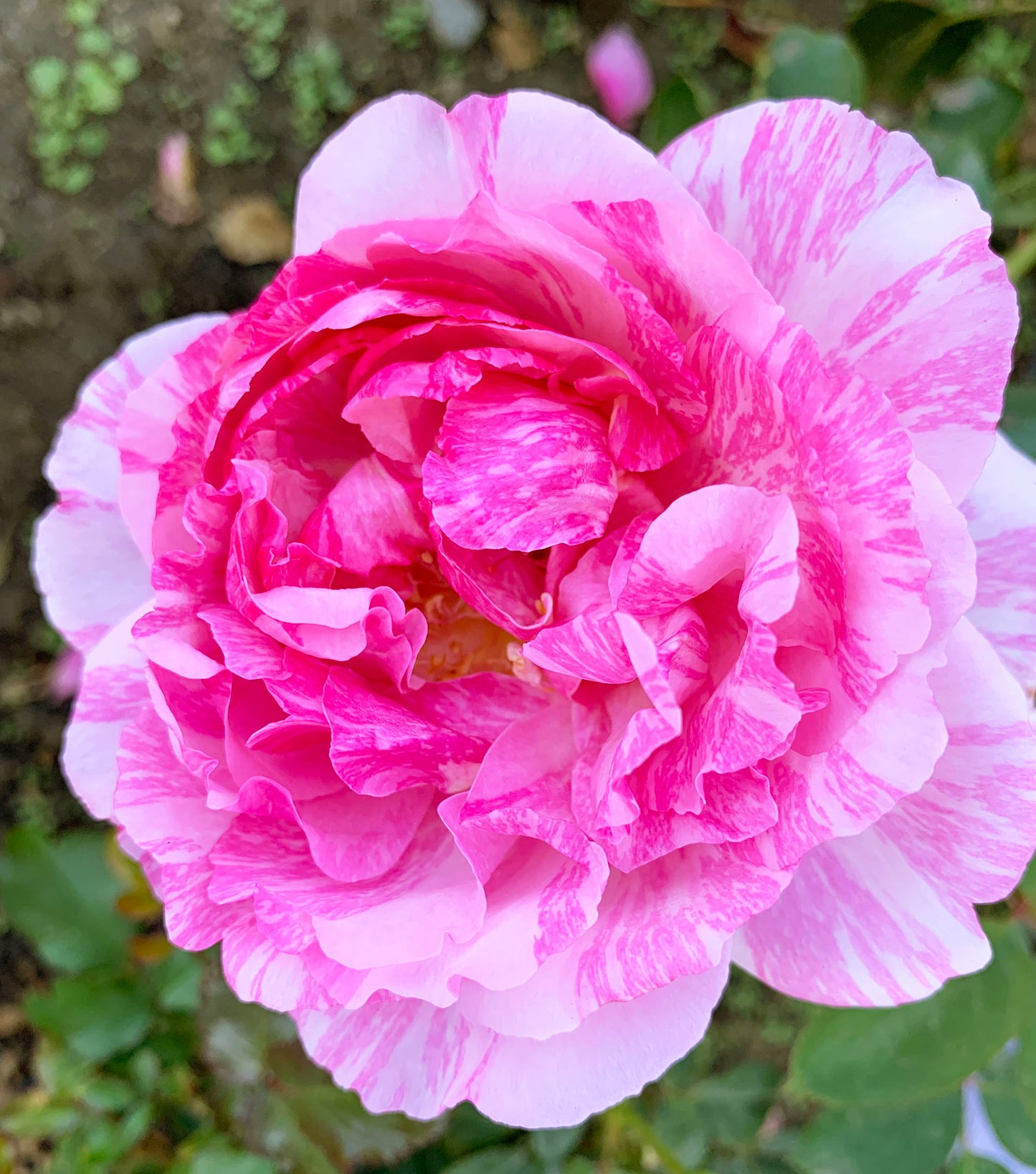 Yves Splash 伊芙飞溅 イヴスプラッシュ , Japanese Shrub Rose, Strong Fragrance, Non-Grafted/Own Root.