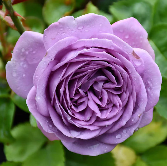 Kinda Blue 微蓝/蓝色绒球, Hybrid Tea Rose, Non-Grafted/Own Root.