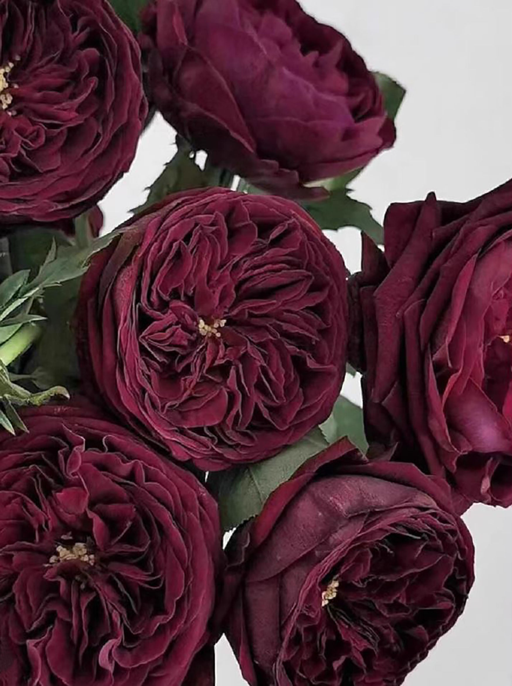Nippon Roses Asian Rose Species – SpringlandFlowers
