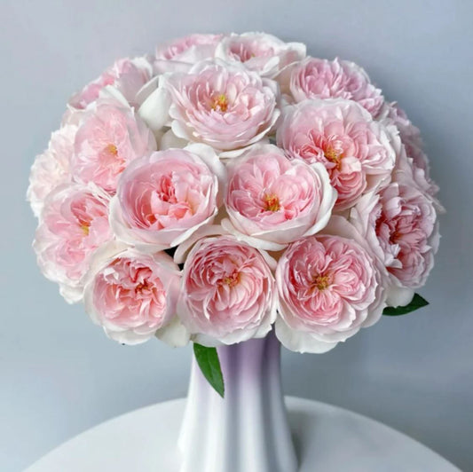 #SPG260，Princess veil 女王面纱，Shrub rose, Non-Grafted/Own Root.