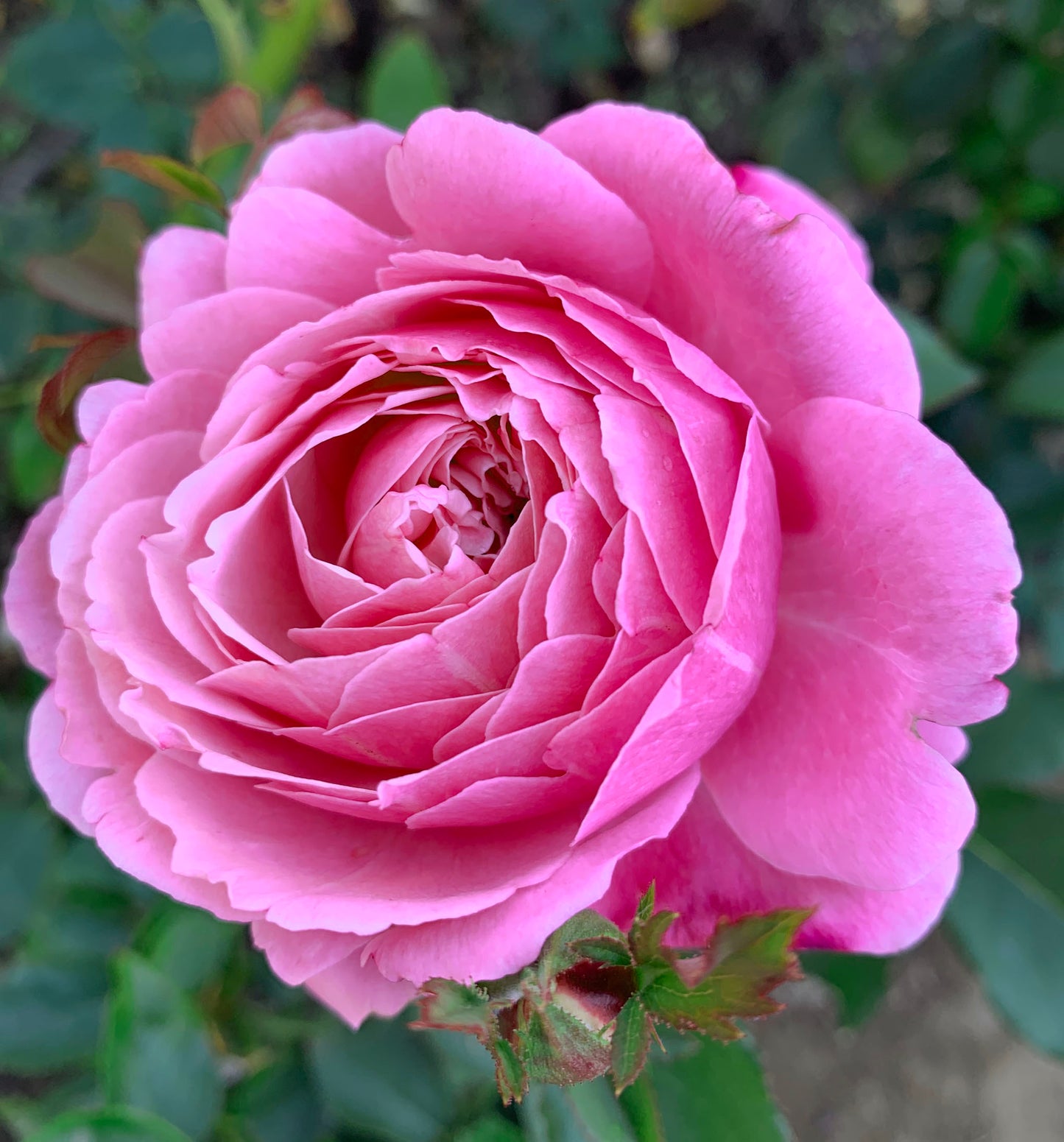 #SPF023 , extremely similar to Sister Emmanuelle 纽曼姐妹, French Shrub Rose, Non-Grafted/Own Root.