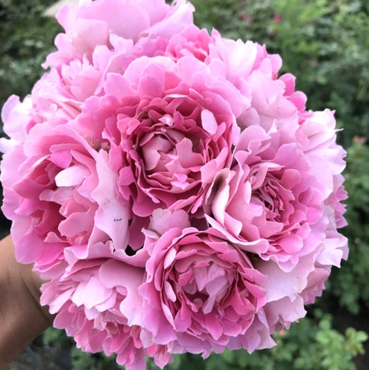 Fancy Ruffle 梦幻褶边, Climbing Rose , Non-Grafted/Own Root. 2 Years Old 1 Gal.