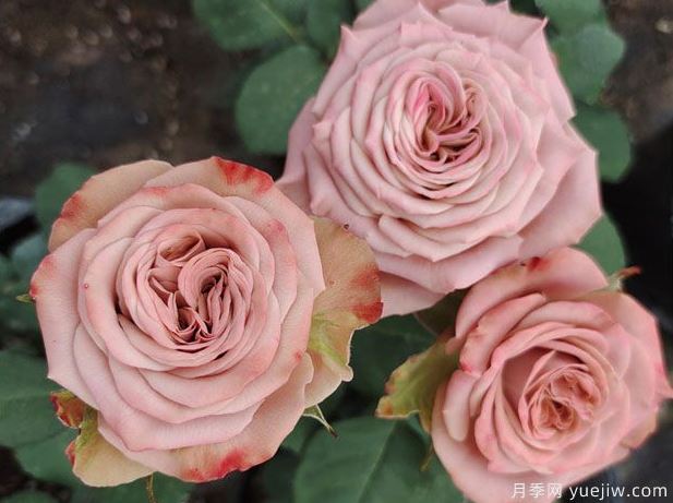 #SPG016， Extremely Similar to Cappuccino 卡布奇诺, Florists Shrub Rose. Non-Grafted/Own Root.