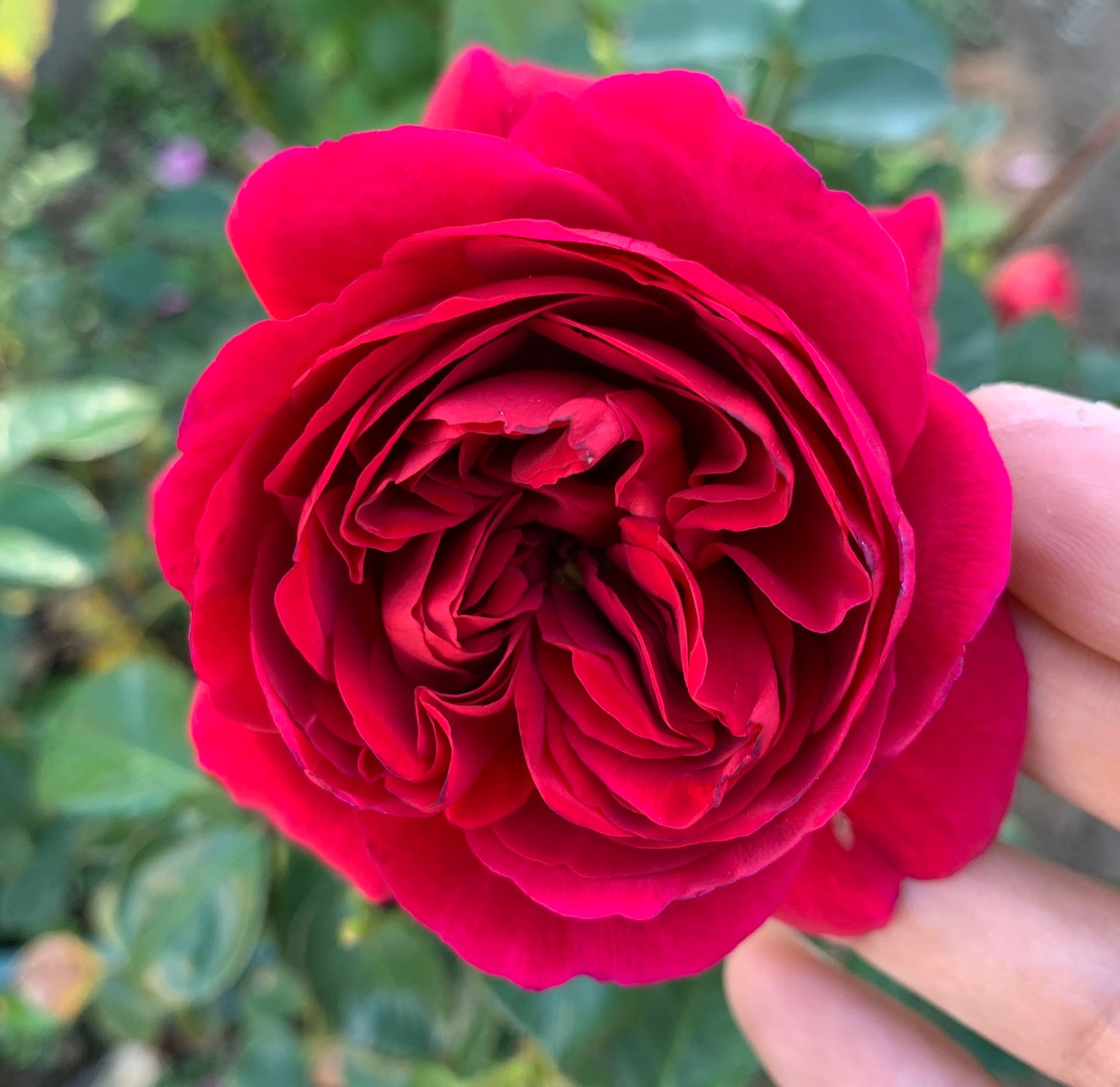 Cantina 伊芙酒窖 ワインセラー, Japanese Rose, Strong fragrance. Non-Grafted/Own Root.