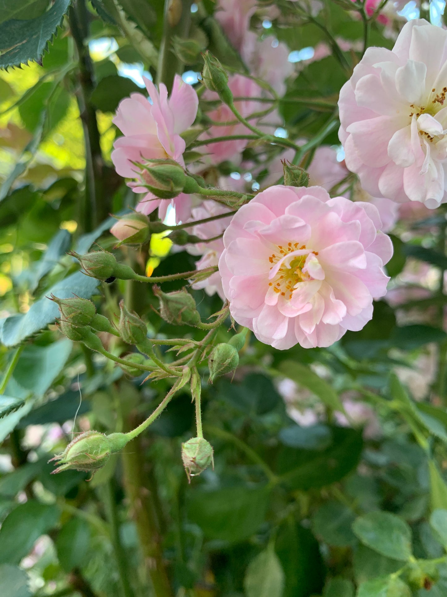 Perfume Breeze  微风香水 Climbing Rose,Non-Grafted/Own Root.1 Gal.