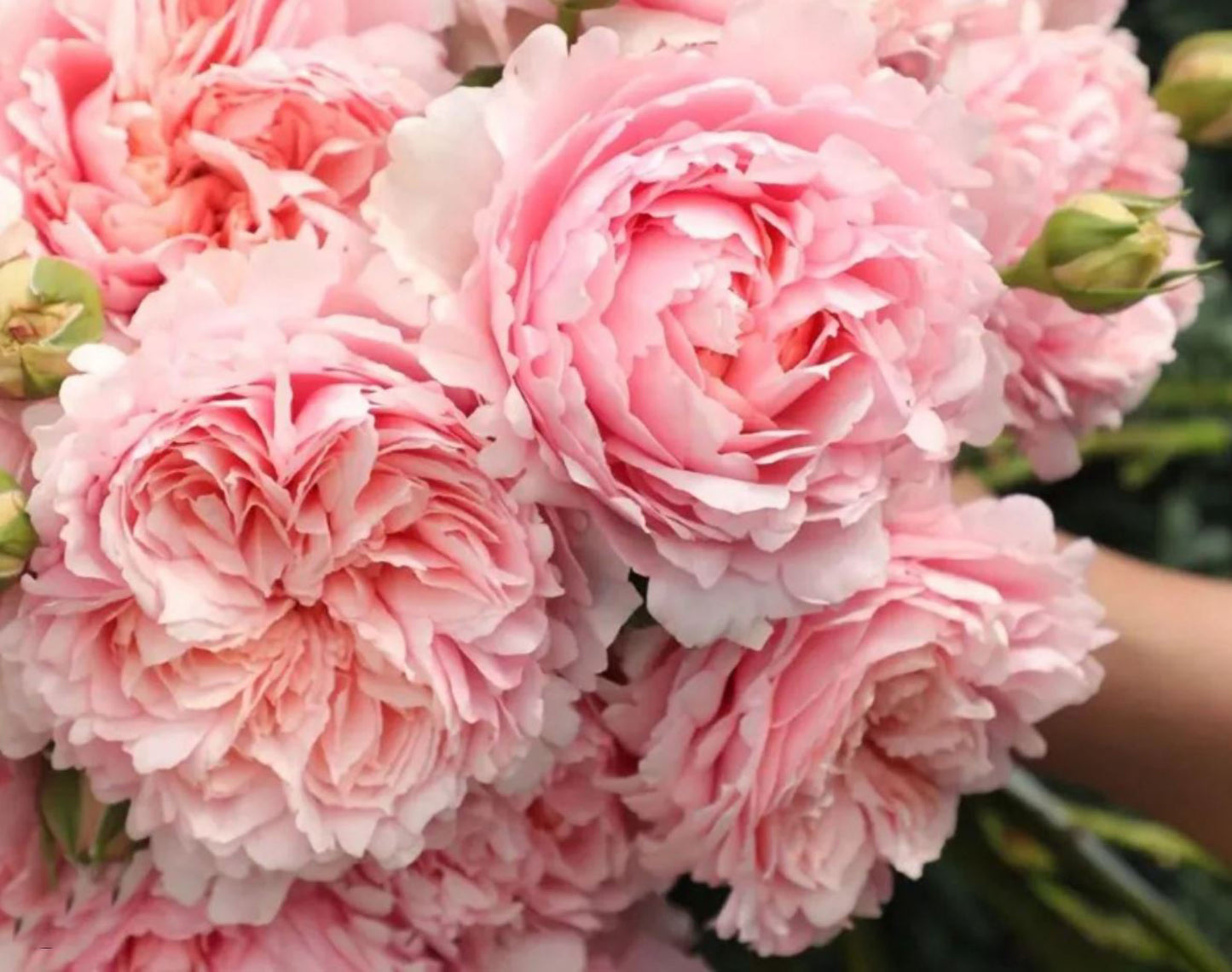 #SPC209, NEW ! 2022. YANZI 妍姿，Floribunda Rose，Heat-tolerant, disease-resistant,  Non-Grafted/Own Root.