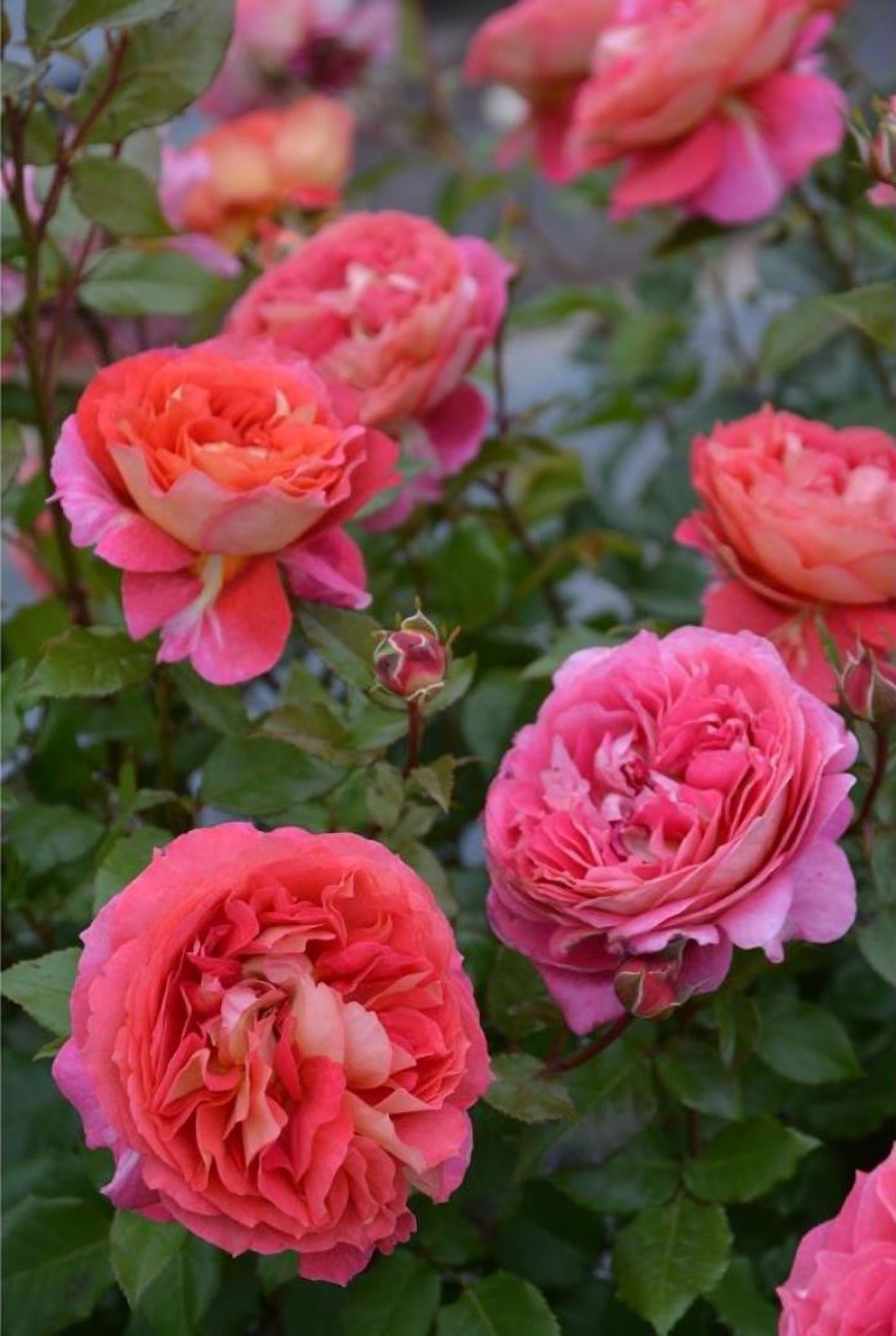 #SPJ161, NEW!  2023. Argonauts 阿尔戈英雄，Japanese Shrub Rose, Non-Grafted/Own Root.