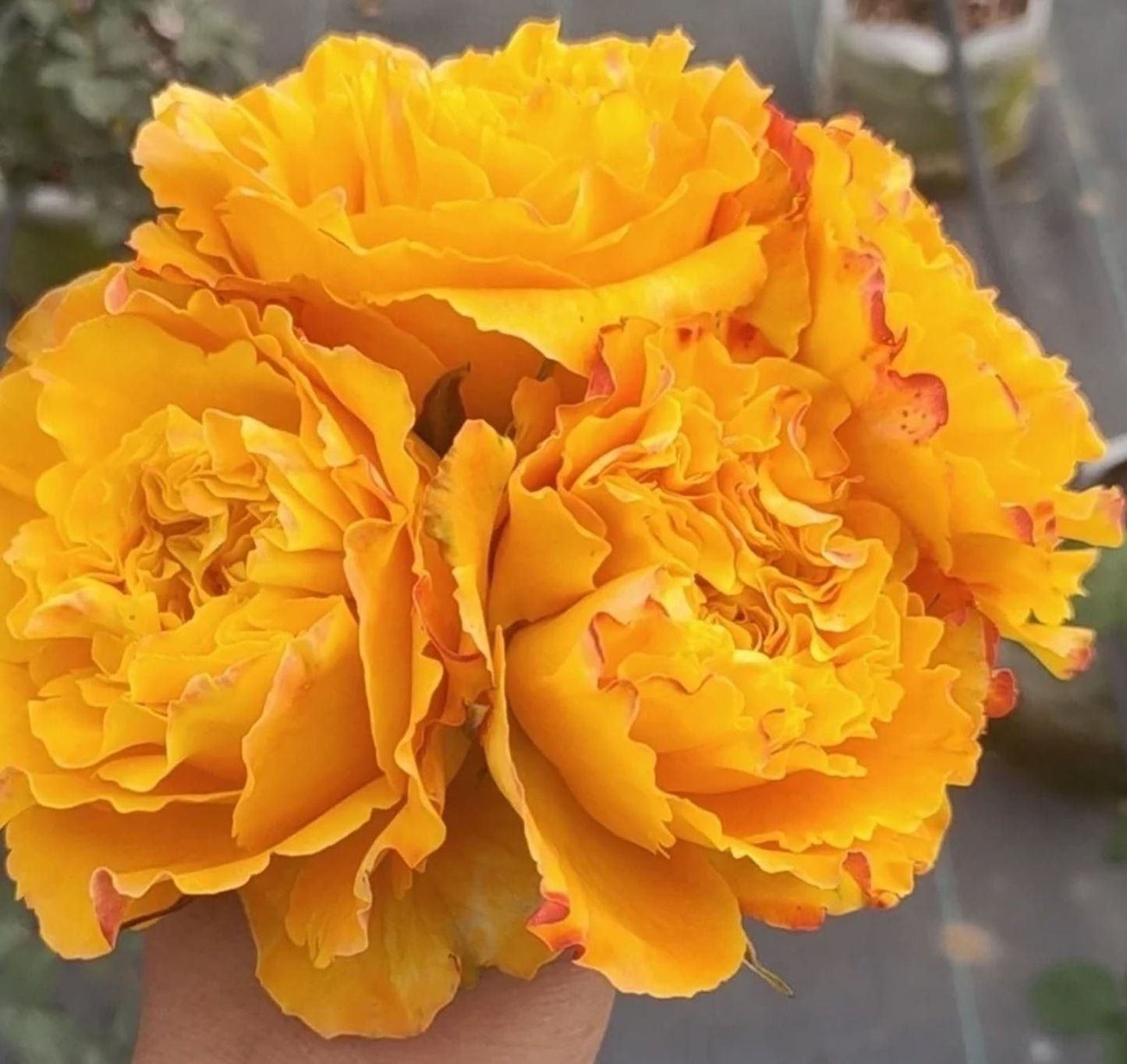 Mango Lieber 芒果酒吧 マンゴーリーバー ，Japanese Shrub Rose, Large Bright Orange Flower, Non-Grafted/Own Root.