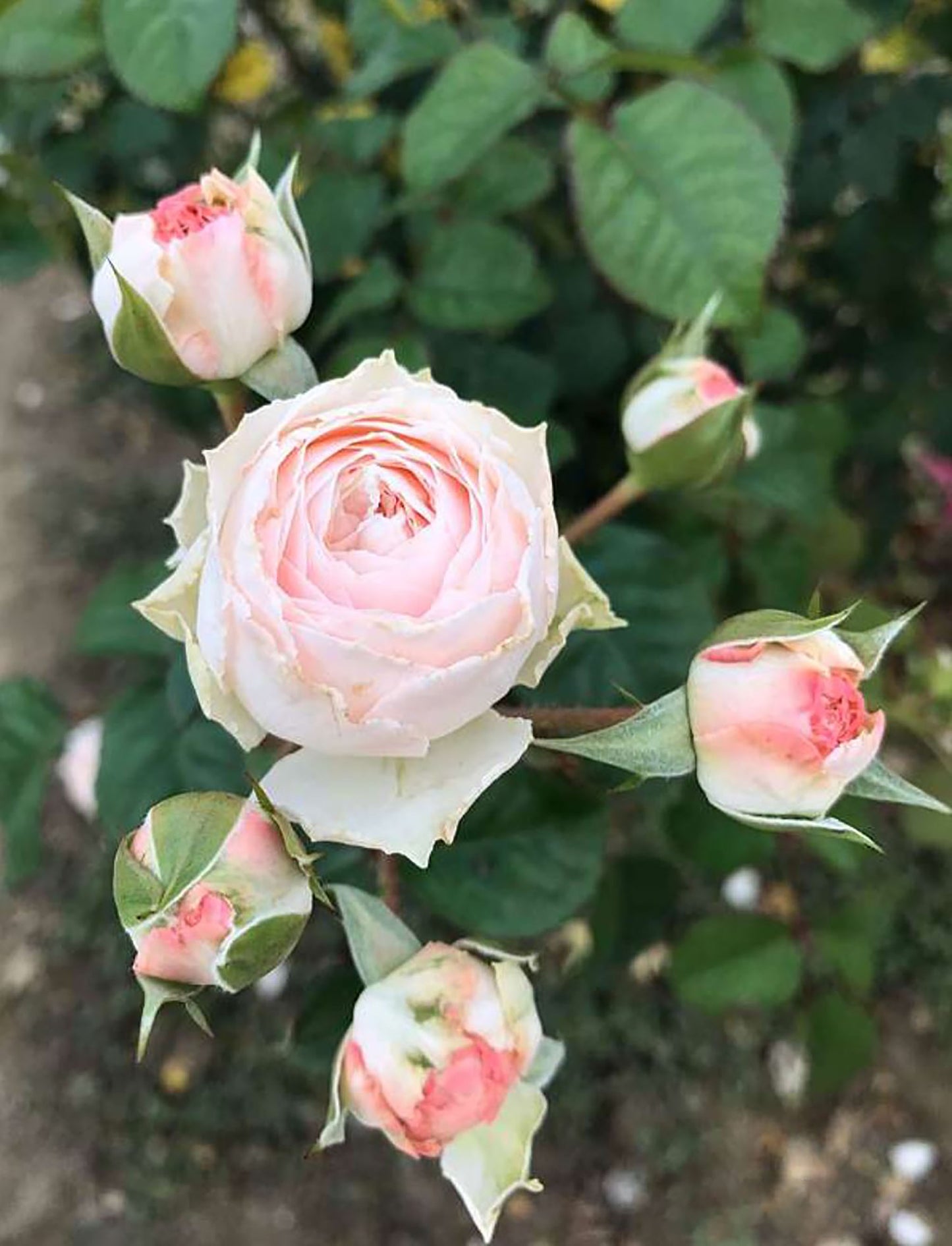 M-Pink Moon 粉月亮，Shrub Rose ,  Non-Grafted/Own Root.