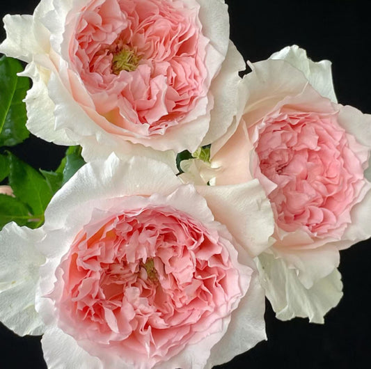 #SPJ115,  Flow 涌流, Japanese Florist Shrub Rose.
